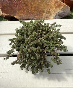 Sedum album ‘coral carpet’