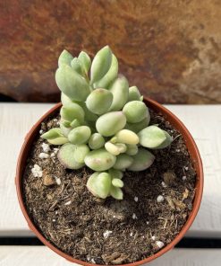 Cotyledon pendens variegata
