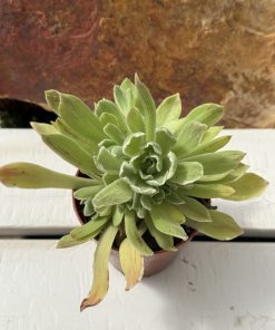 Aeonium ballerina