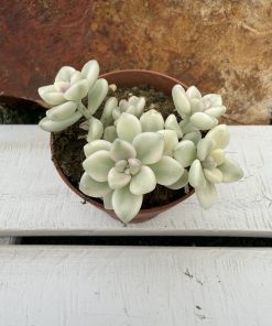 Graptopetalum Mendozae variegated