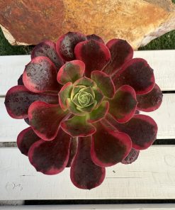 Aeonium Pink fairy