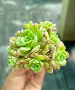 Aeonium MASCAENSE