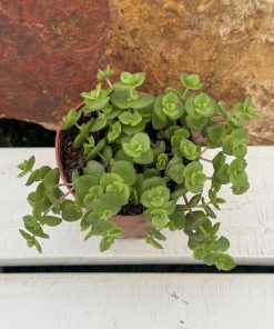 Crassula Pellucida ssp. marginalis