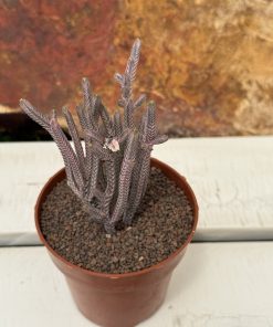 Crassula Muscosa Variegated