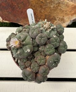 Lophophora williamsii (peyote)