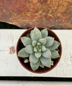 Sedeveria Lilac mist