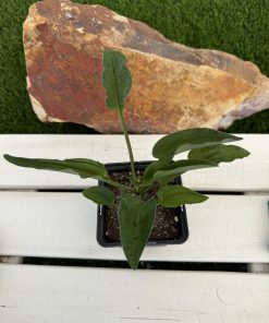 Ledebouria Petiolata