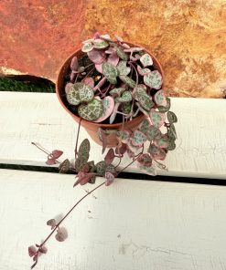 Ceropegia Woodii ( normal y variegado)