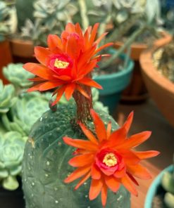 Matucana madisoniorum