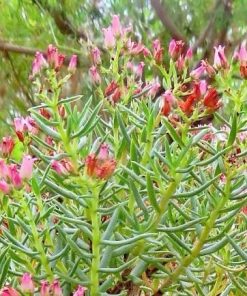 Crassula sarcocaulis