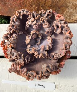 Echeveria Sherry