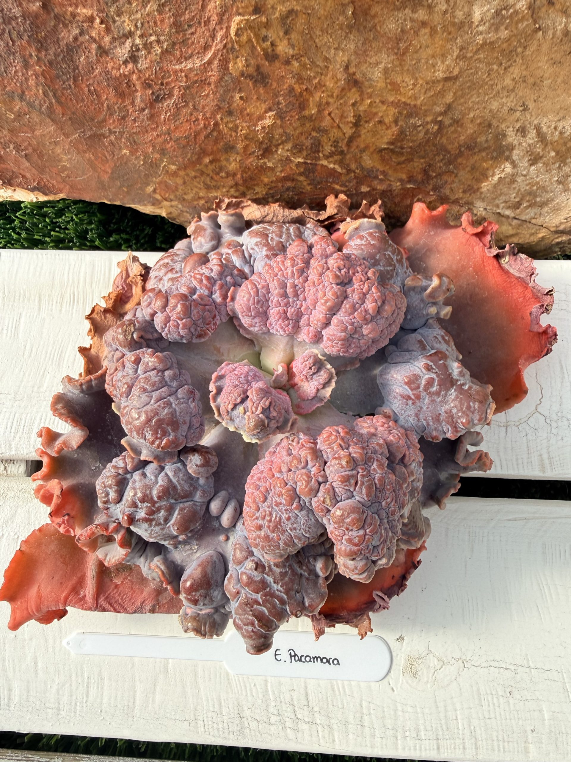 Echeveria Teostra