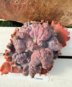 Echeveria Pacamara