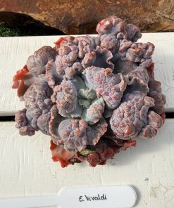 Echeveria Vivaldi