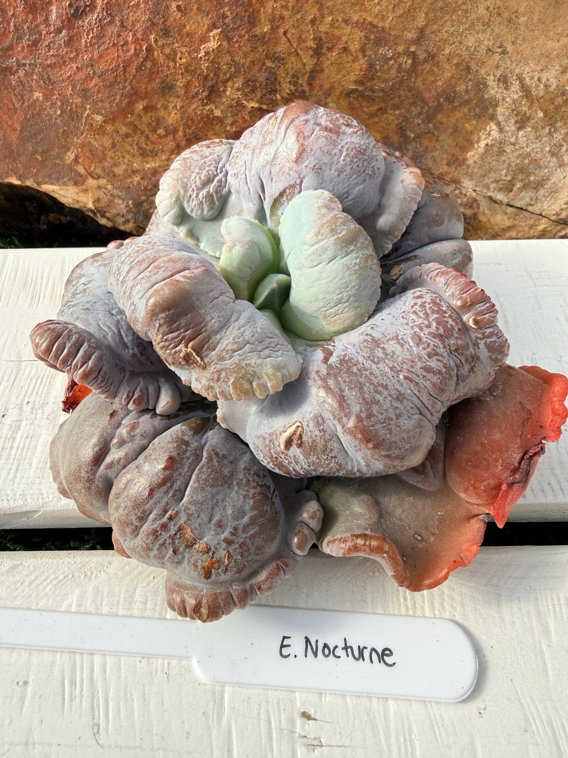 Echeveria Nocturne