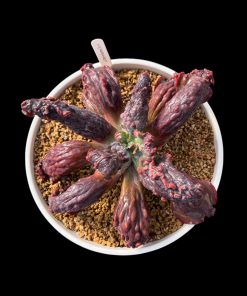 Echeveria Strombreackers