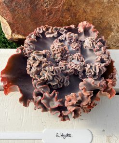 Echeveria Hydra