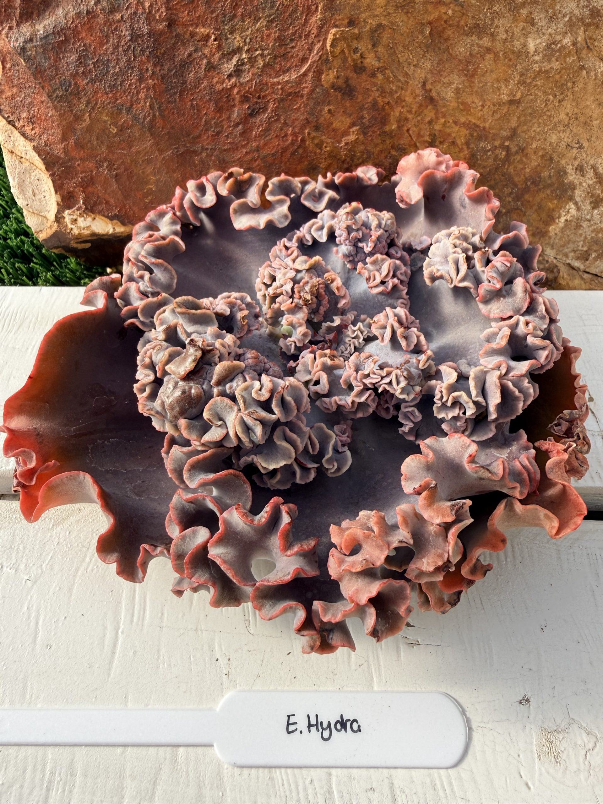 Echeveria Hydra
