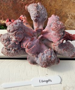 Echeveria Gringotts