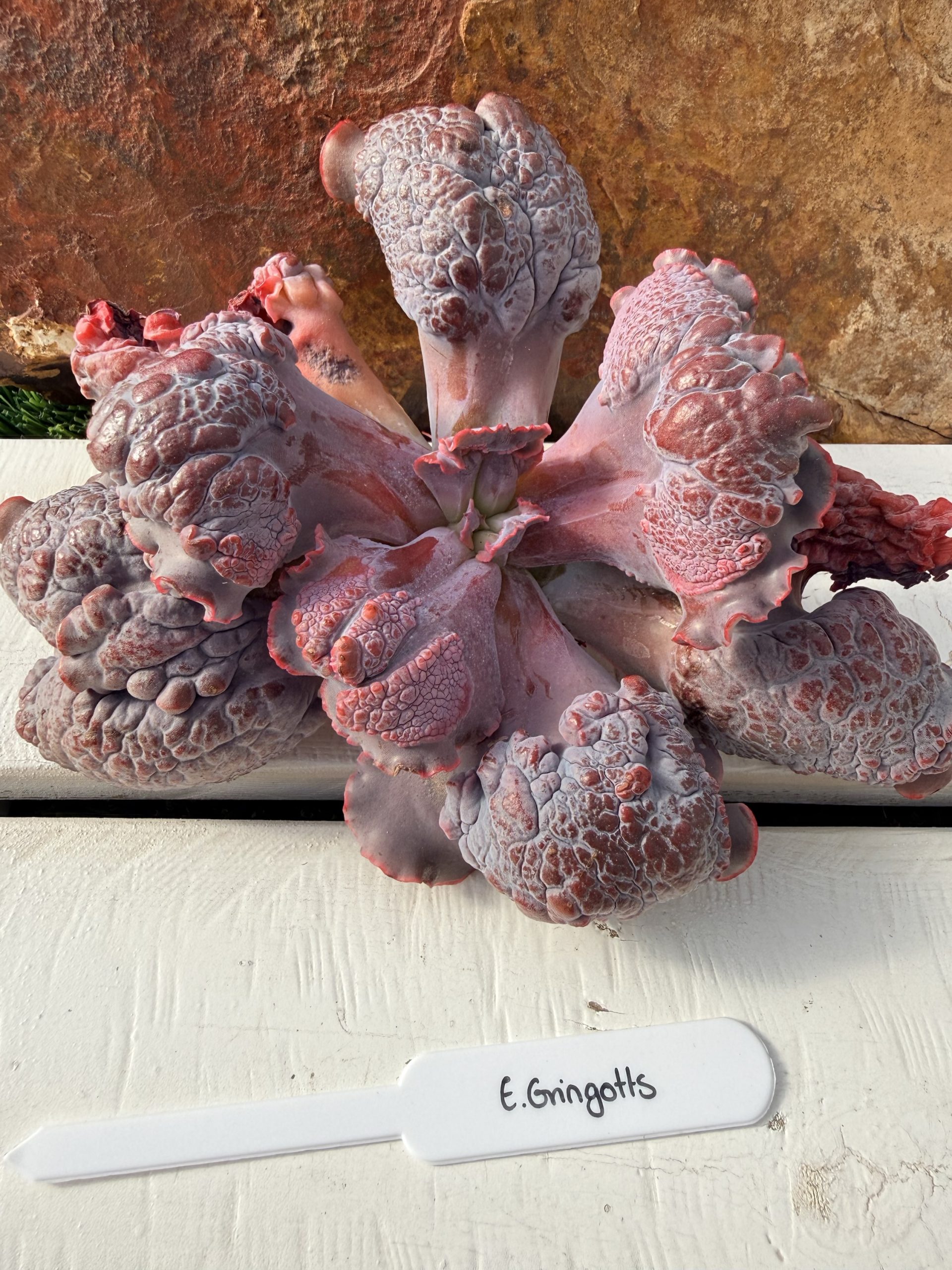 Echeveria Gringotts