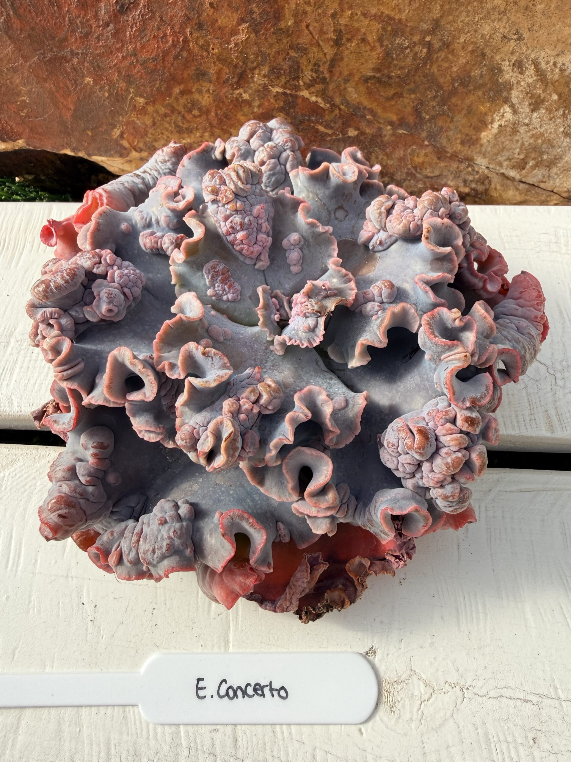 Echeveria 'Concerto'