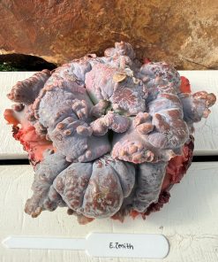 Echeveria Zenith
