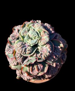 Echeveria 'jade court'
