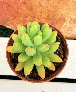 Sedum 'Santa Bárbara'