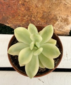 Sedum 'Alice evans' Variegata