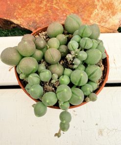 Senecio Rowleyanus 'Big balls'