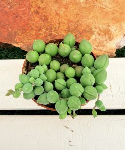 Senecio Herreianus 'Big balls'