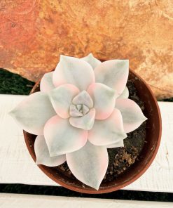 Graptopetalum 'Snow white' variegata