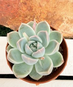 Echeveria Alba beauty