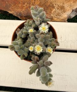 Delosperma echinatum