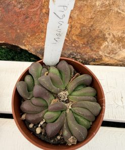 Glottiphyllum pygmaeum