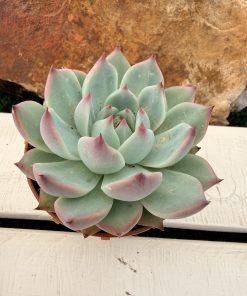 Echeveria Chihuaensis