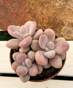 Graptopetalum Amethystinum