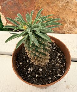 Euphorbia bupleurifolia x obesa