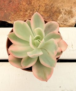 Echeveria Pink vera variegata