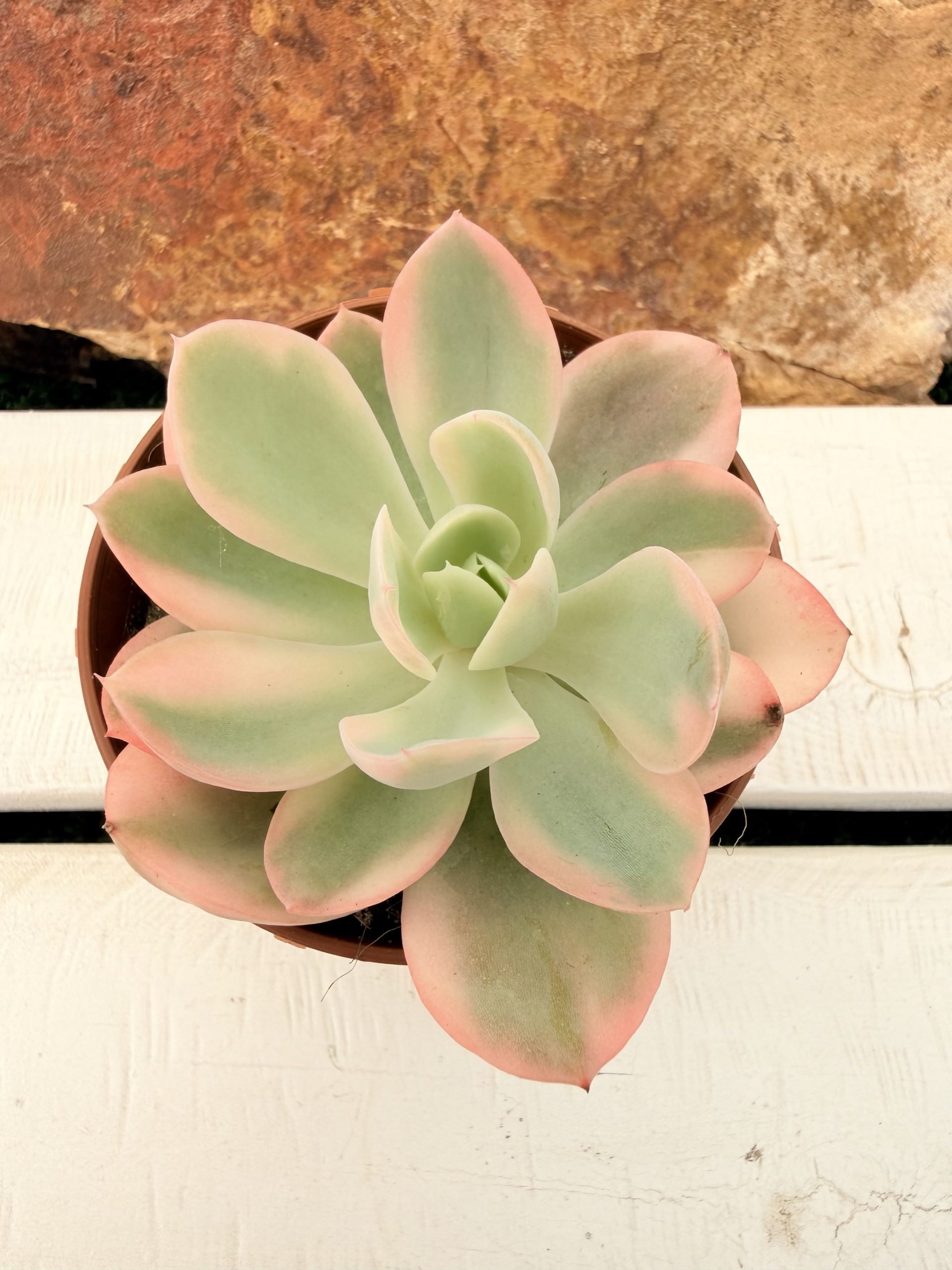 Echeveria Pink vera variegata