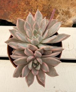 Graptoveria Red diamond