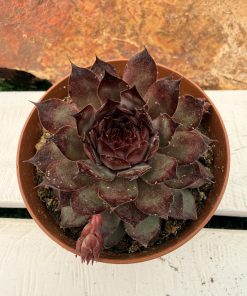 Sempervivum Leopold