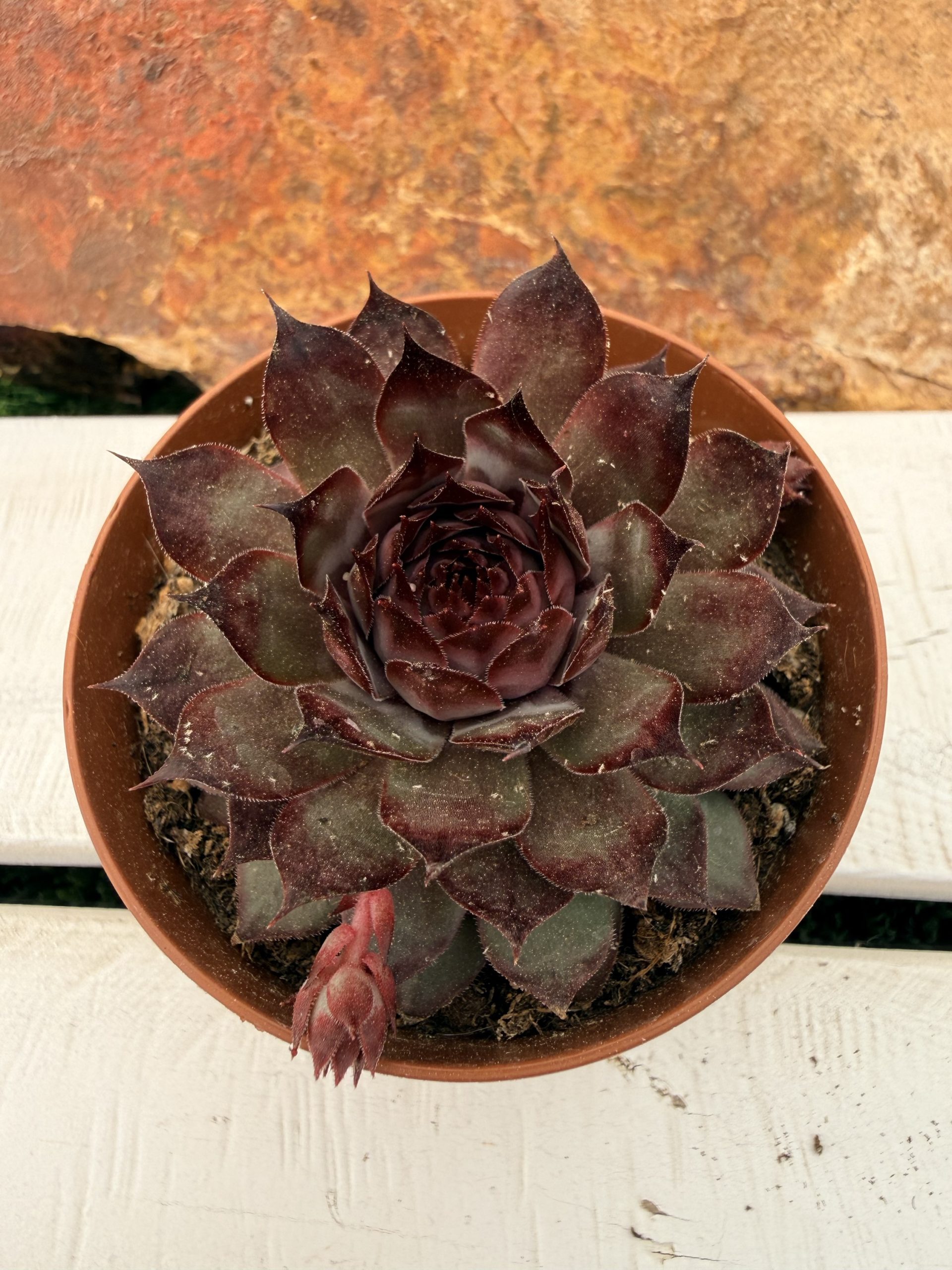 Sempervivum Leopold
