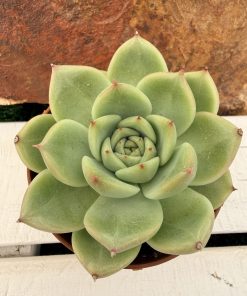 Echeveria colorata verde