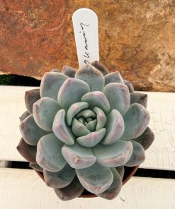 Echeveria Oceanía