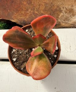 Crassula ovata 'Return of Beauty'