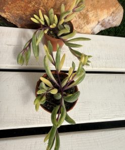 Othonna Capensis variegata