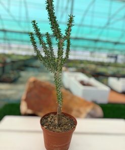 Portulacaria namaquensis
