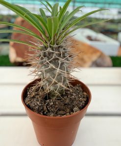pachypodium lamerei