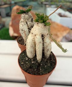 Euphorbia stellata